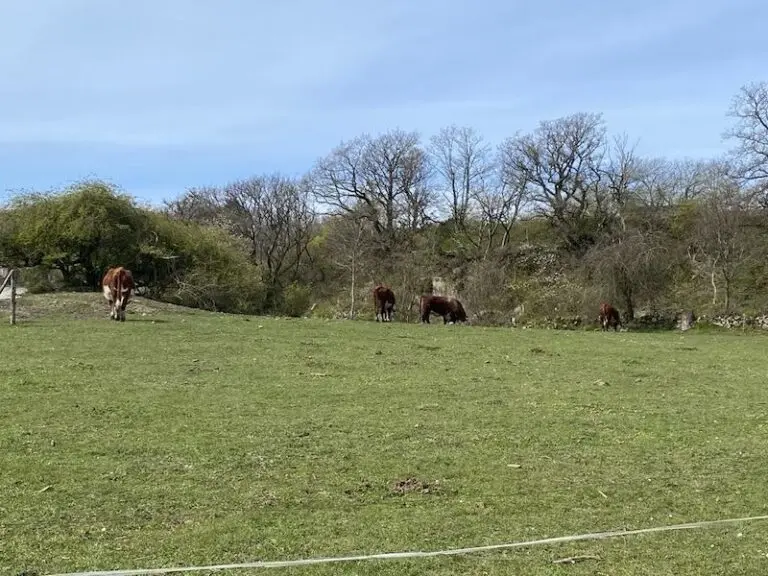 żeglarska majówka 2024 Bornholm